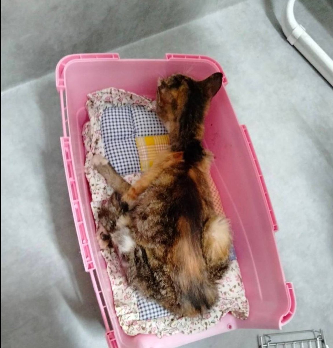mikenekonomama's tweet photo. 真夏に保護した猫。保護しようと数日ウェットフードをあげていたけど
1日様子が見えなくなって次に発見した時には側溝で倒れていました。病院で極度の脱水症状でもうだめかもと。動けていたのに物凄い猛暑で一気に衰弱。写真はわずか1日の変化。脱水はものすごい苦しみです。新宿区は考え直してほしい https://t.co/jFmrS3celI