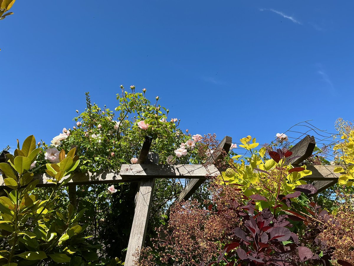 jobutlerthomas's tweet photo. #topoftheworld.       🎶 " Not a cloud in the sky ..🎶 "🏴󠁧󠁢󠁷󠁬󠁳󠁿
#bankholidayweekend #familytime  #gardeningX https://t.co/37g3OyhX2l