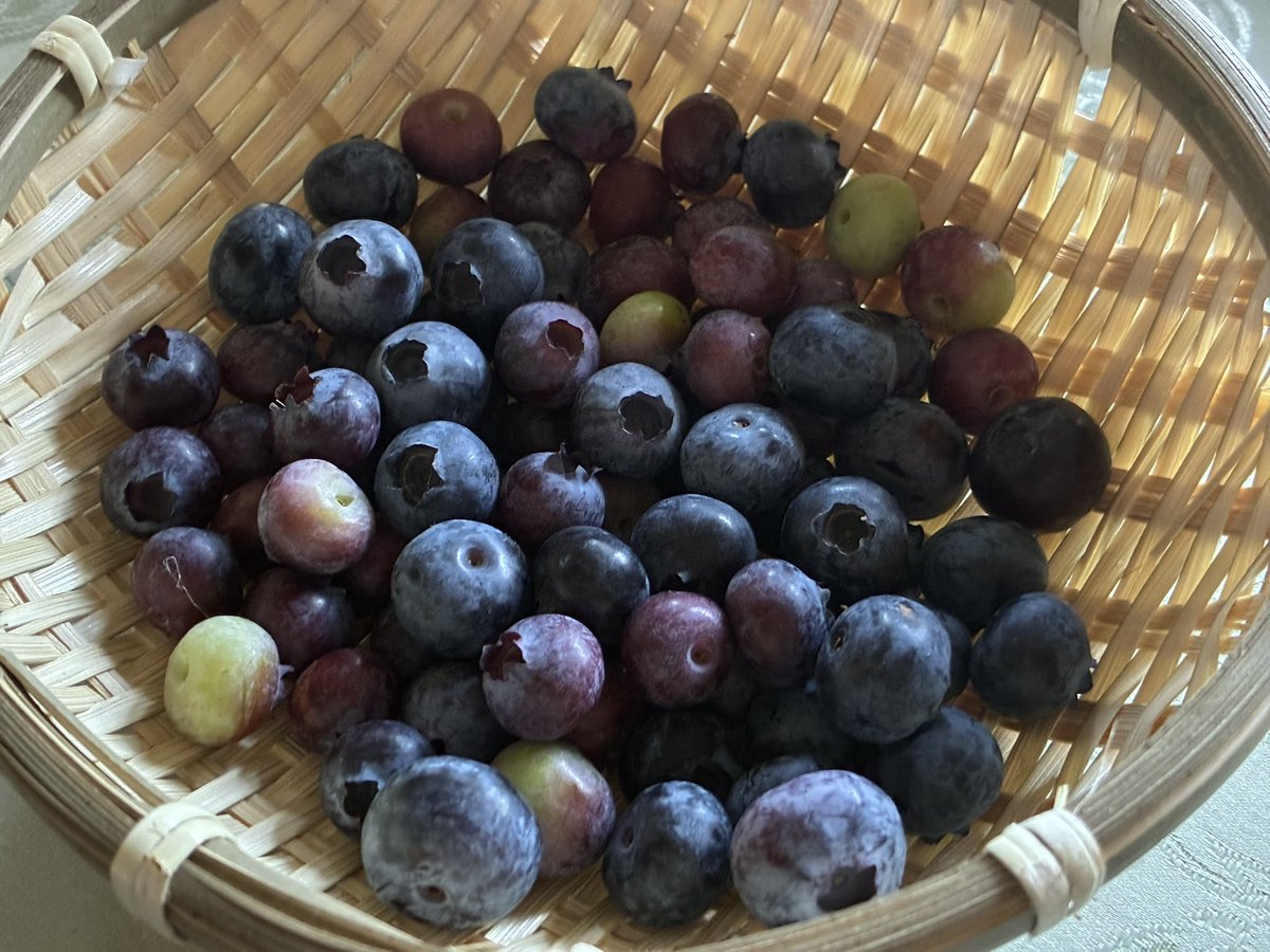 omiso918's tweet photo. 可愛い姪っ子にお弁当箱セットやレッスンバッグを貢いできた🤭
値上がりするだろうから買っておいた方がいいよ❣️とだいぶ先走って私の好みで😂
妹は買ってもらえるなら何でもいい派なので早って言いながらも喜んでくれた🤭

🫐🪴は実家で収穫してきた🤭 https://t.co/jpUsmhLAUp