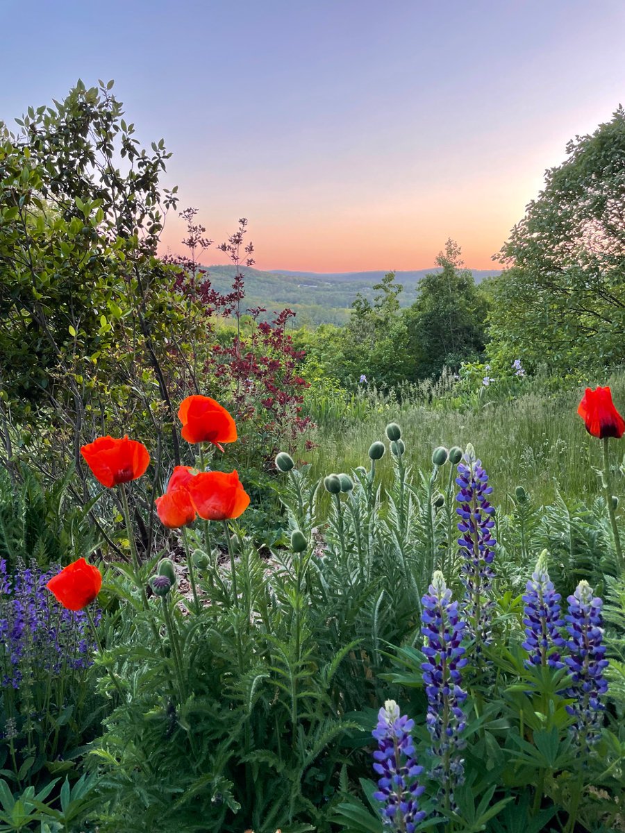 ttrefren's tweet photo. @thogge @scottew Majestic with the mountain in the background!

Similar shot from my yard in New Hampshire https://t.co/wmNDsPdkRi