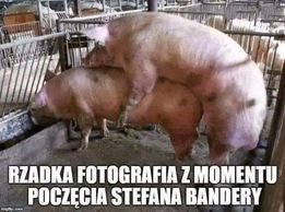 Czarna Mamba tweet media