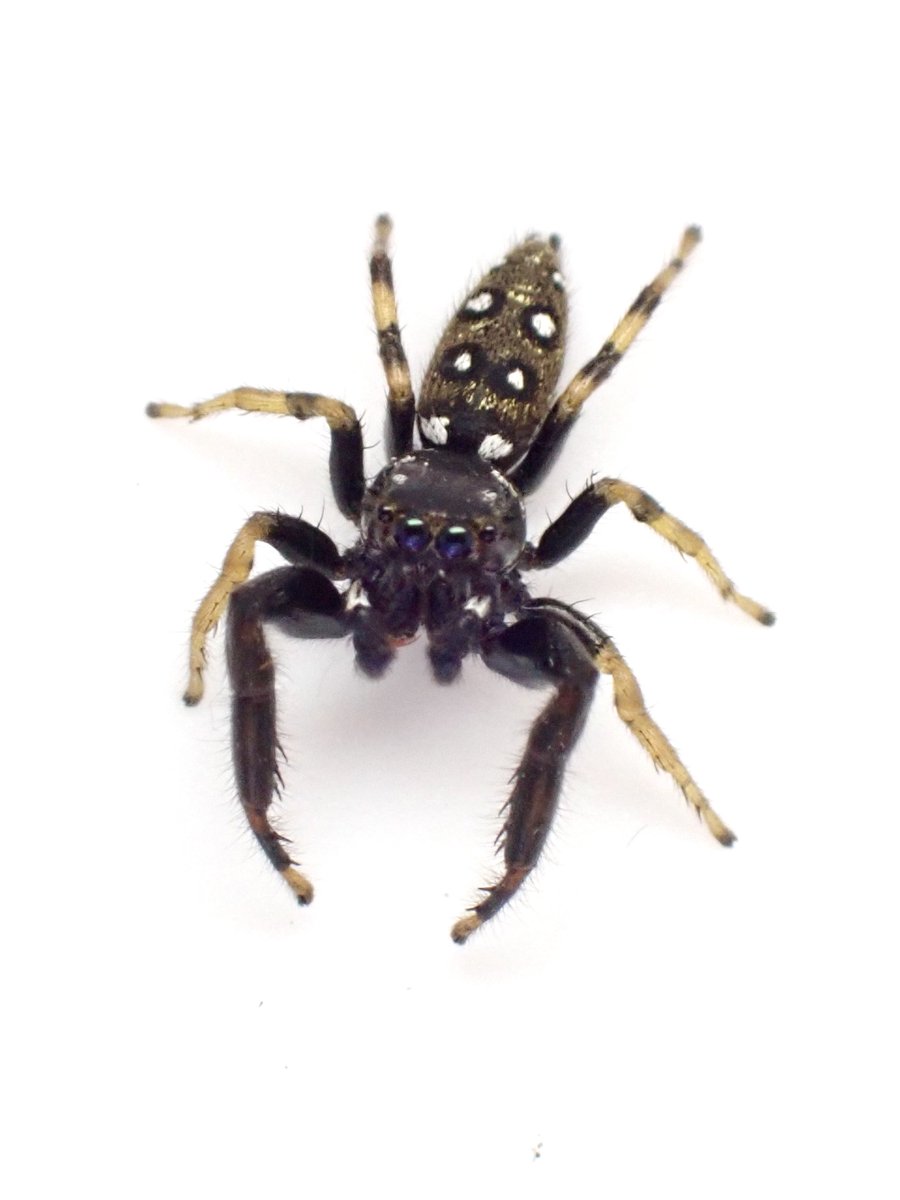 DamasterCarabus's tweet photo. キタヤハズハエトリ  ♂
Mendoza ibarakiensis 

腹部は金毛なんですね🤔 https://t.co/qoK1S2Wom3
