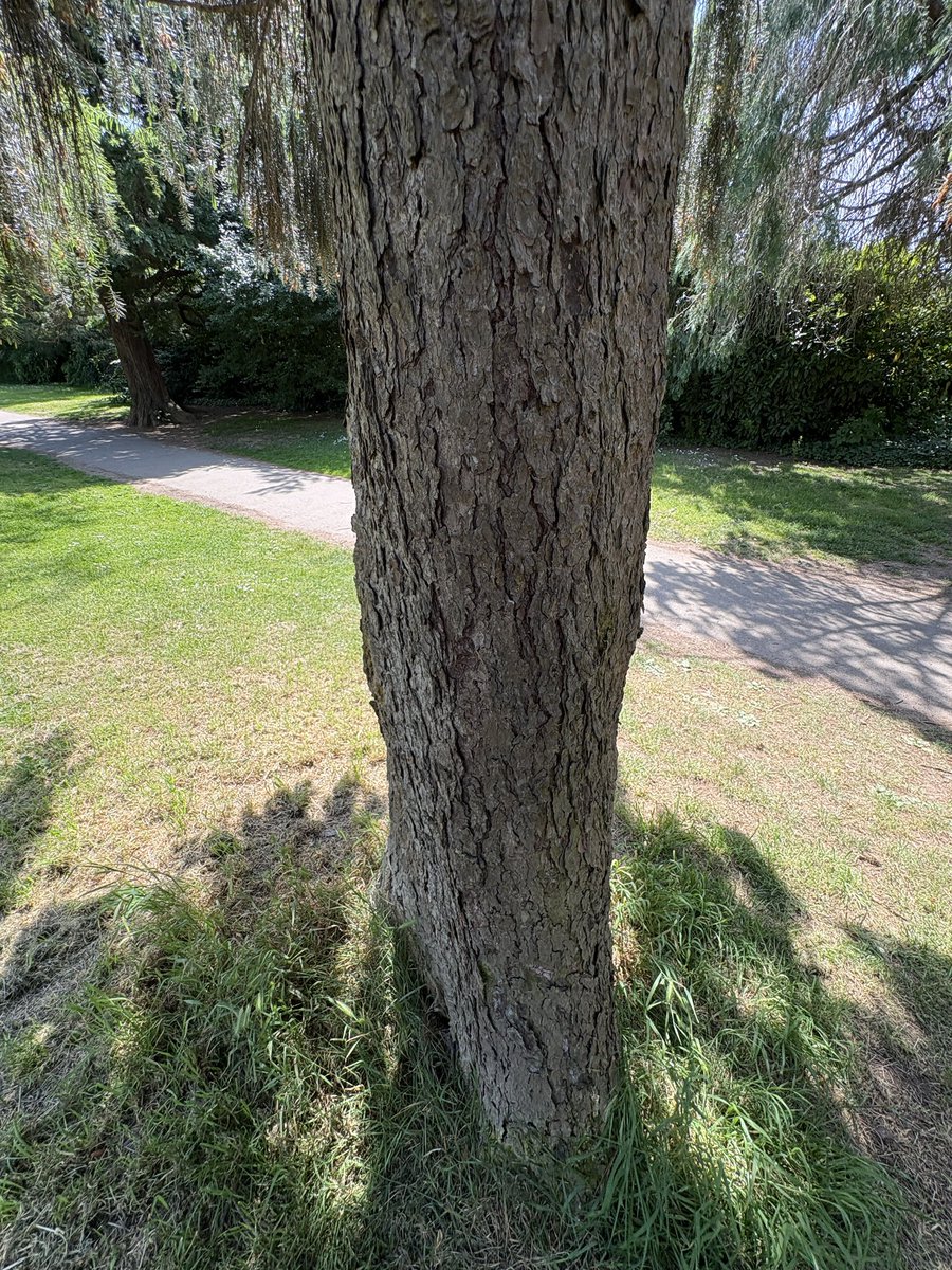 ExeterTrees's tweet photo. Weeping brewers spruce https://t.co/vxVNZzRO0j