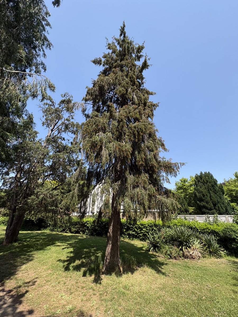 ExeterTrees's tweet photo. Weeping brewers spruce https://t.co/vxVNZzRO0j