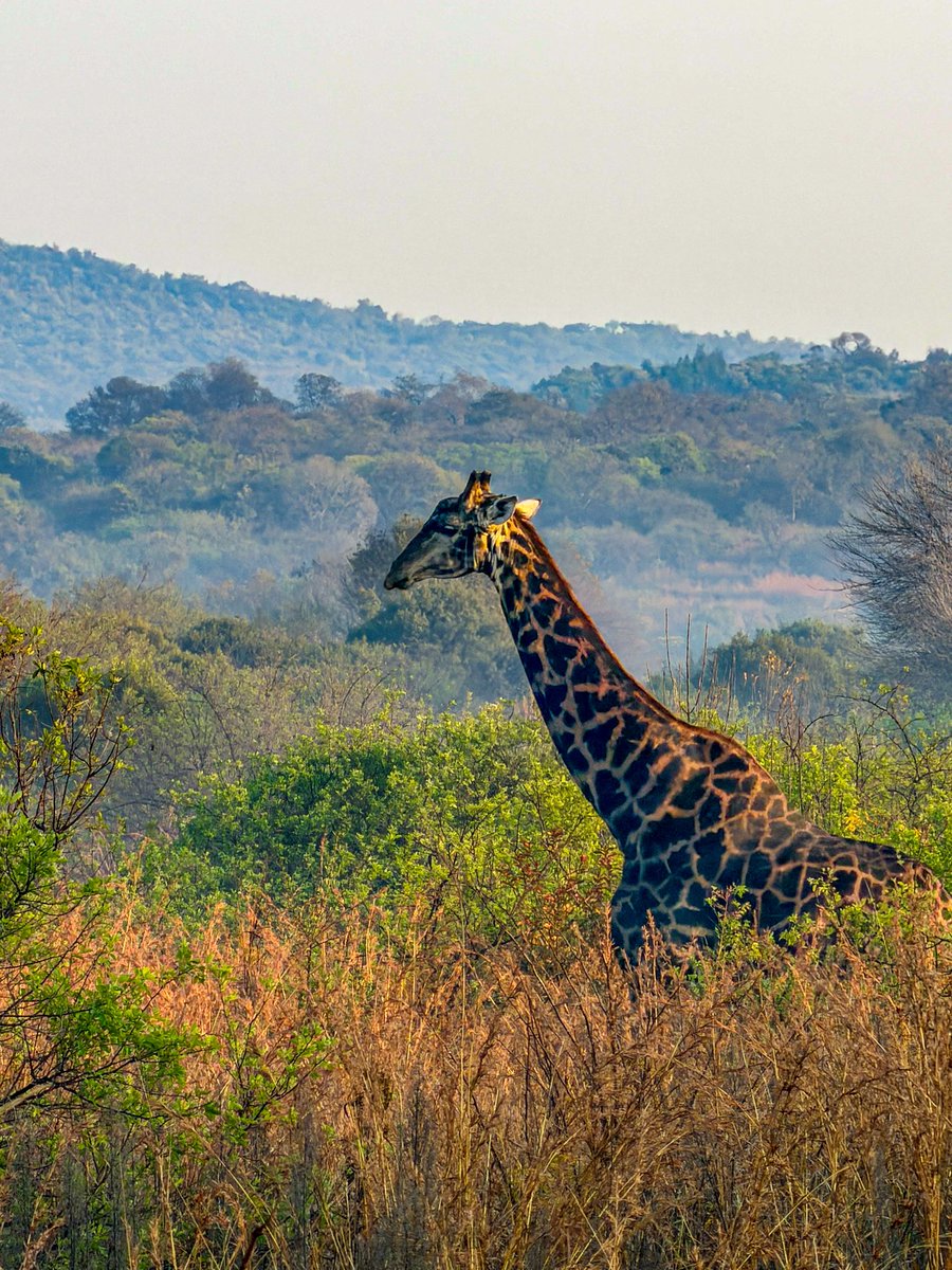 UlrichJvV's tweet photo. Spectacular Pretoria! 😍 Had an amazing hike in Groenkloof. I still can’t believe we have this magical, wonderful, beautiful natural place right in the heart of South Africa’s capital city. 🌳🦒🦓🦅 https://t.co/ok7dqCCWN5