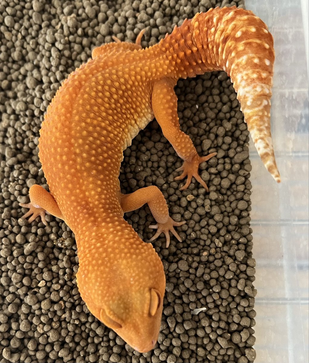 Sho_B_Cherry's tweet photo. Sunglow🍊

#レオパ
#ヒョウモントカゲモドキ
#leopardgecko
#geckolove 
#cutereptile https://t.co/k9yAqEstFZ