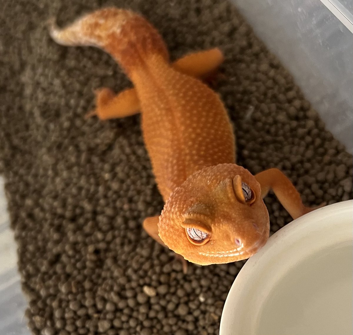 Sho_B_Cherry's tweet photo. Sunglow🍊

#レオパ
#ヒョウモントカゲモドキ
#leopardgecko
#geckolove 
#cutereptile https://t.co/k9yAqEstFZ