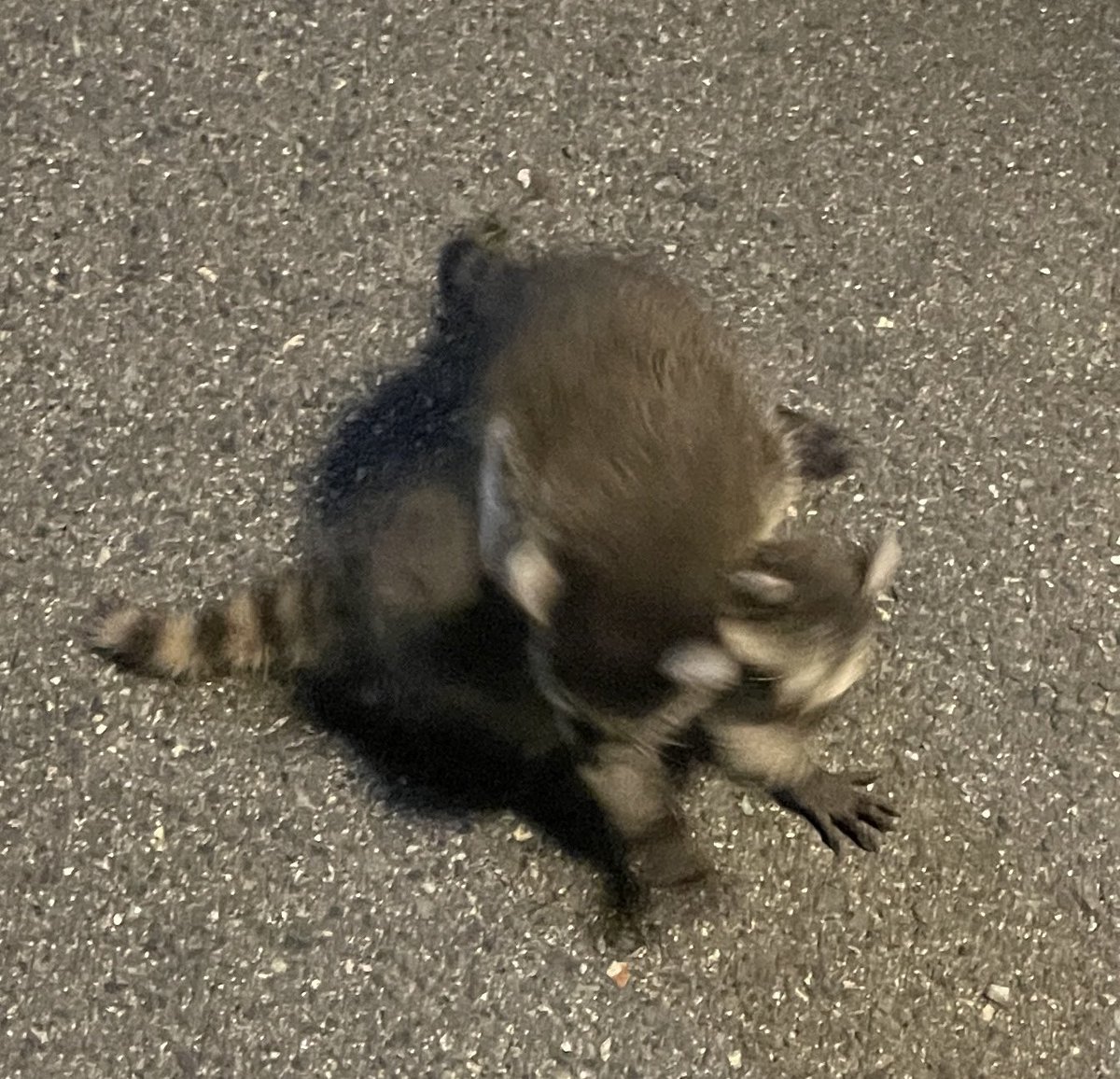 handsome_msf's tweet photo. 梅田から徒歩30分圏内に、野生のアライグマの子供がいた。3匹も！ https://t.co/tIj3N06pwQ