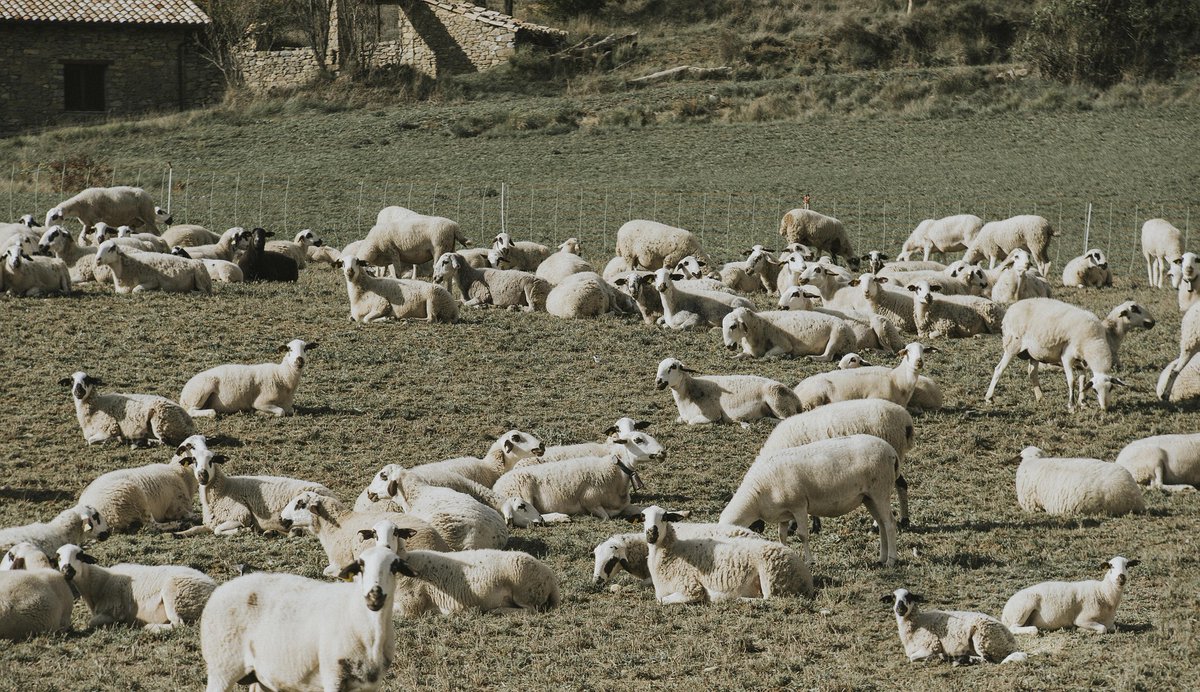 interovic's tweet photo. 🌏🇪🇸 Filipinas abre su mercado a la carne de ovino y caprino española.

Un nuevo hito para el sector que impulsará exportaciones, fortalecerá el medio rural y pondrá en valor la calidad, seguridad alimentaria y sostenibilidad de nuestras producciones.

🔗 https://t.co/lGPDTm9Kxi https://t.co/fylb7GDtUk