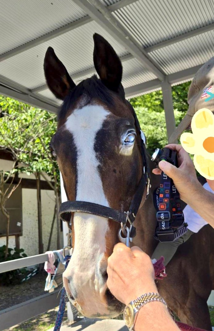 Horse Space 紡◆クラファンありがとうございました！紡っ子マンスリーサポーター随時募集中◆ tweet media