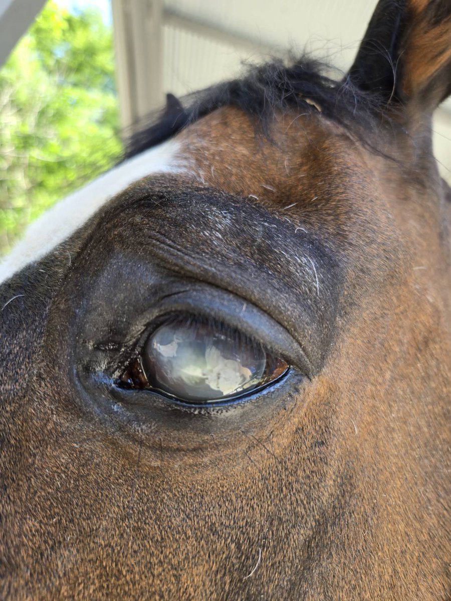 Horse Space 紡◆クラファンありがとうございました！紡っ子マンスリーサポーター随時募集中◆ tweet media