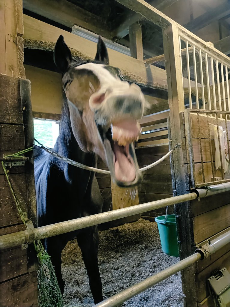 Horse Space 紡◆クラファンありがとうございました！紡っ子マンスリーサポーター随時募集中◆ tweet media