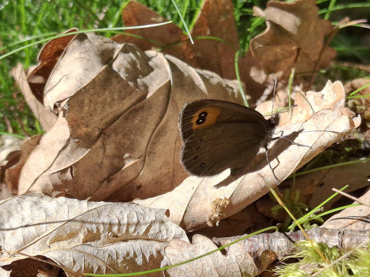 phileobios's tweet photo. Le Moiré des Fétuques (Erebia meolans) est un papillon des prairies de fauche montagnardes, des lisières et des clairières.

Habituellement, l’espèce est observée entre juin et août, même si cet individu a été observé dès la fin mai du fait des fortes chaleurs des derniers jours. https://t.co/IXDL8OIW0U