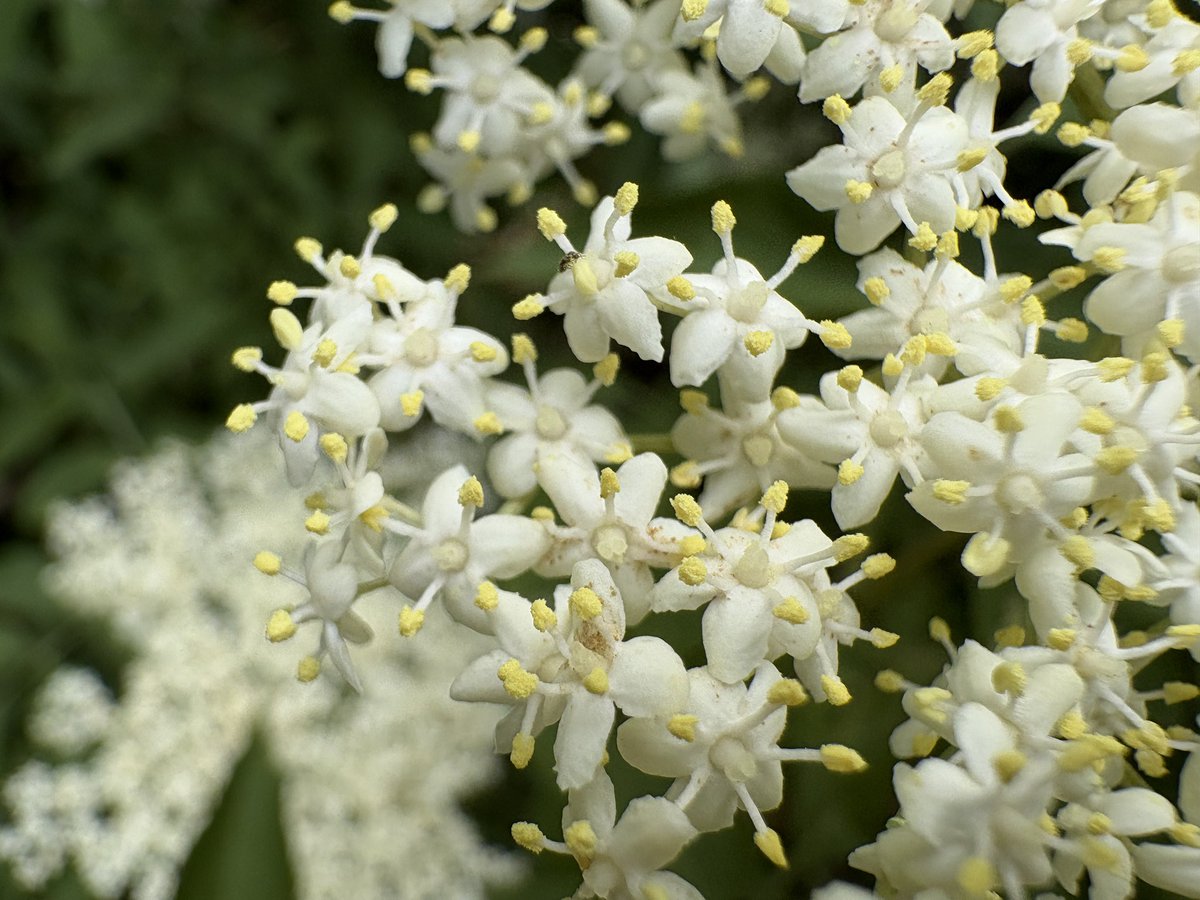 ExeterTrees's tweet photo. Common elder https://t.co/vrTTA8oPsP