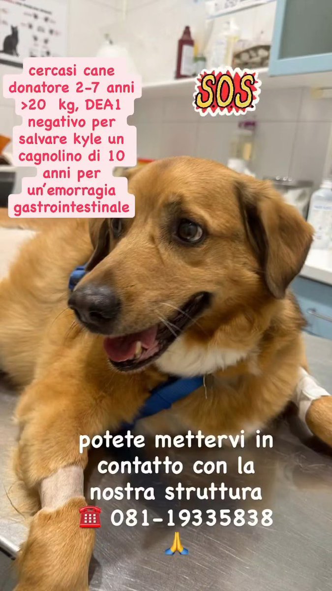 _badvisions's tweet photo. 🚨URGENTE🚨
Per favore mettete like e rt, zona Napoli e dintorni

È il cane di una mia amica, aiutiamo https://t.co/sgyzQ8oq1P