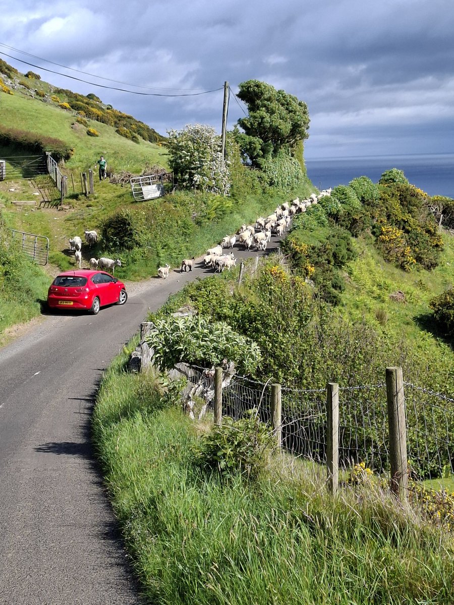 BenBiggin's tweet photo. @JohnSwinney I spy a flock being marched up a hill, and a cliff on the other side (plus one of Pete's cars - care of donations by the flock) https://t.co/IlK0swadwW