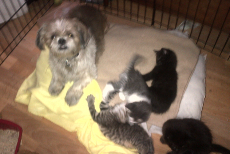 MumOfMerlin's tweet photo. @tysonluvskk @Yoda4ever Tim used to love 'baby-sitting' the kittens for Willow. https://t.co/T8CV5Z48ii