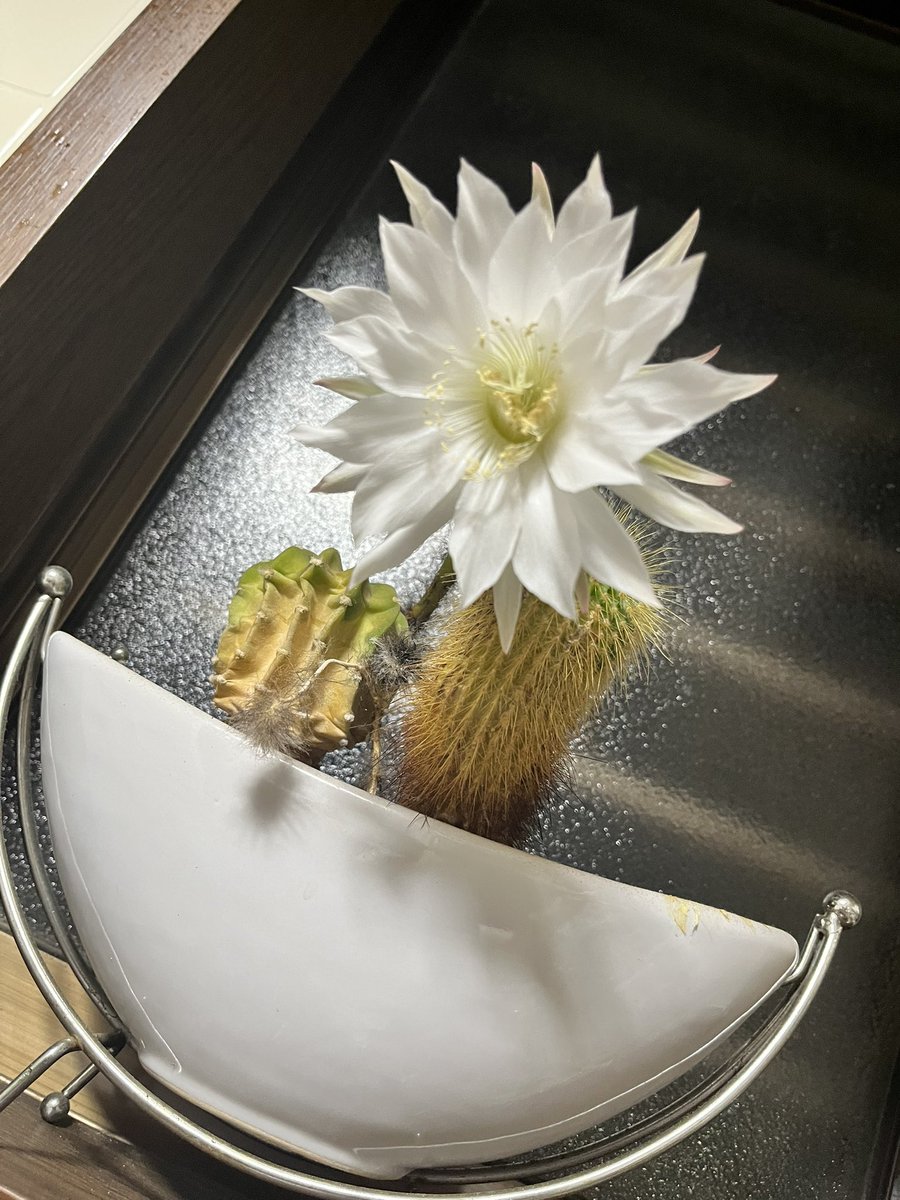 IQ_3's tweet photo. 毎年この瞬間に癒されてるな
明日にはしおれちゃうんだよね
#サボテンの花 https://t.co/ocvsbo6V2D