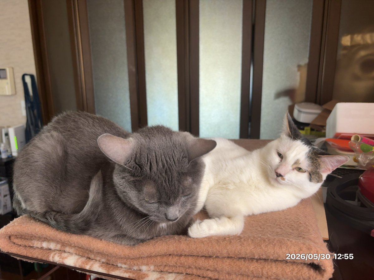 STR250's tweet photo. 今日のナマケモノたち https://t.co/tyuOM9mbh6