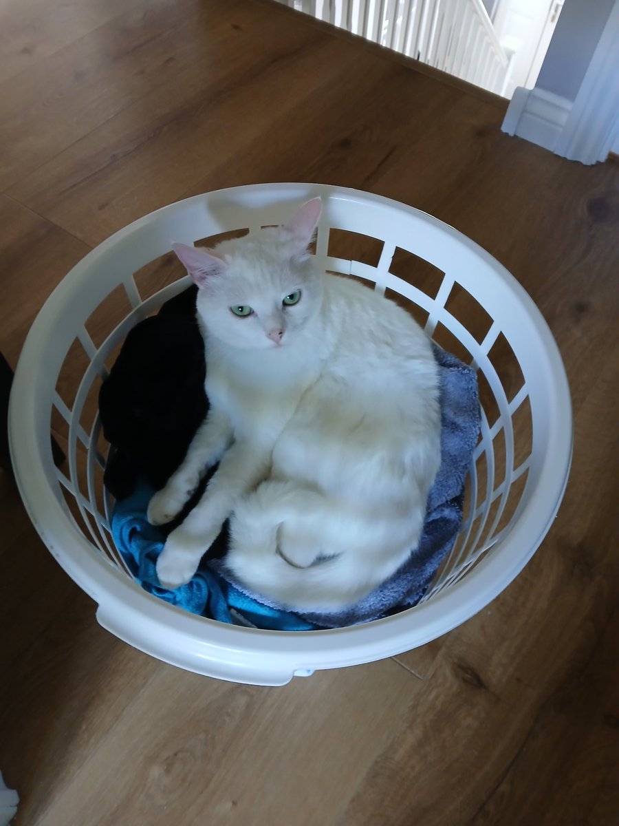 val_crossan's tweet photo. @Avabelly__ I'm called Patches 😻 https://t.co/SkYDHfTiJJ