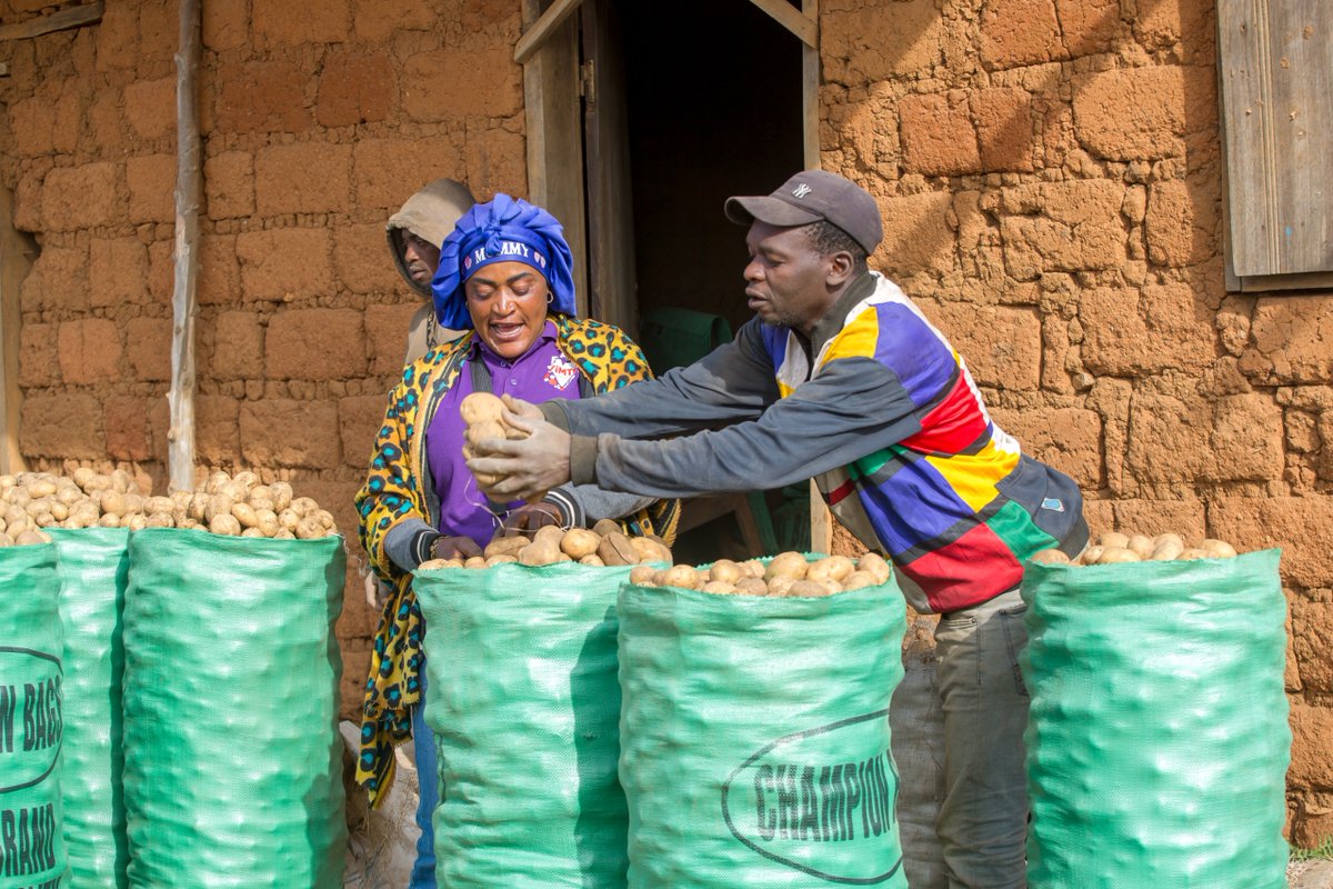 PNUDCameroun's tweet photo. On this #InternationalDayOfPotatoes, @PNUDCameroun 🇨🇲 highlights how support under PPRD-NW/SW is boosting potato production across the #NW/SWRegions of Cameroon. 

Through the provision of improved seeds, farming tools, and practical training in modern farming techniques, farmers are recording stronger yields and restoring productivity in their communities.

Beyond the harvests, this support is rebuilding lives and strengthening food security.