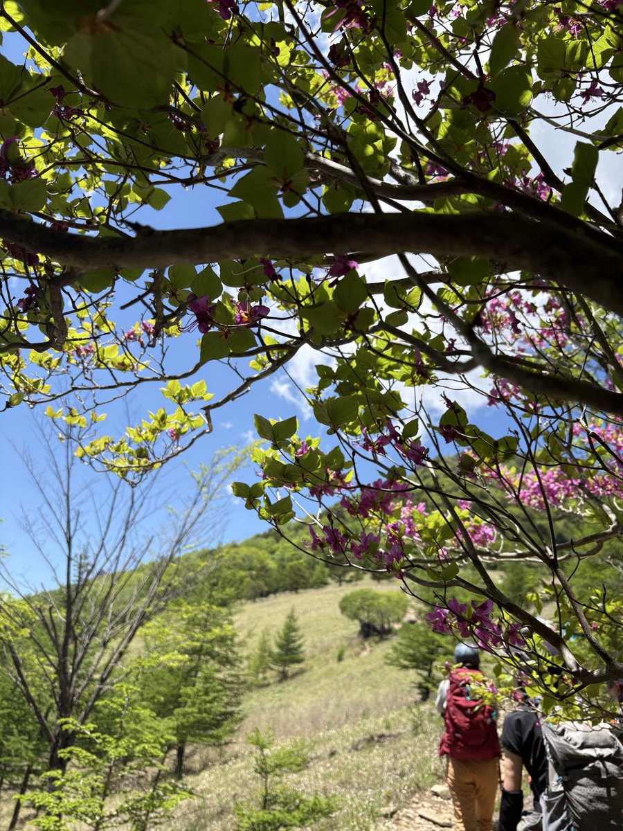 Kyo1123t's tweet photo. 2026.5.30 乾徳山
大平高原よりピストン

今年の夏は、岩山へ‼️

ということで、スリングの使い方を習う&amp;岩場トレーニングへ。

数十年ぶりの乾徳山。

やっぱ いいお山😆

今回の学び。
夏山へ向け、肥えたボディをどうにかしなくちゃ😭

あ〜夏山が楽しみ💕
それまで、仕事がんばるしかないな🙄 https://t.co/ZIJTpCsAnb