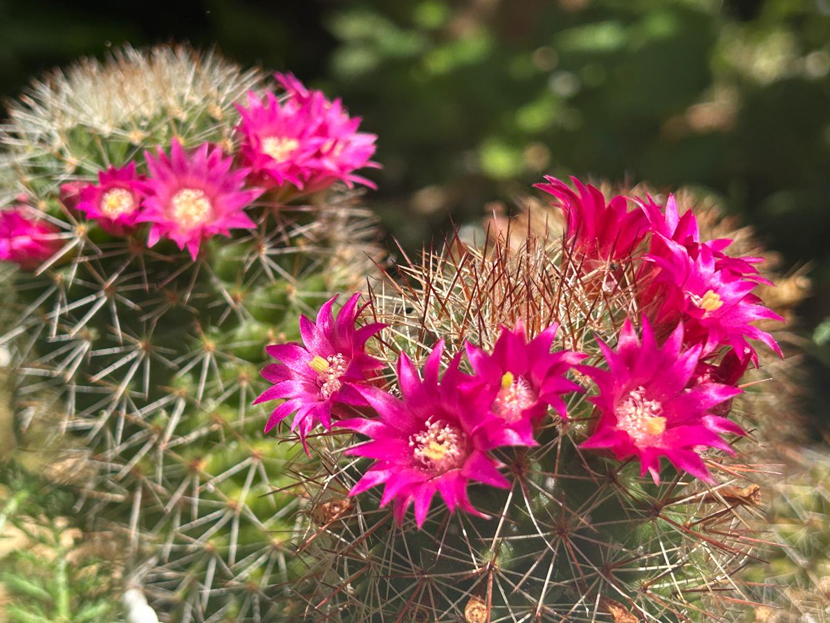 DanicaMacanga's tweet photo. #Cacti require minimal watering, very permeable soil, and lots of direct sunlight. They are recognizable by their #spines, which are actually modified leaves responsible for reducing water loss. https://t.co/pG7dBbLXh8