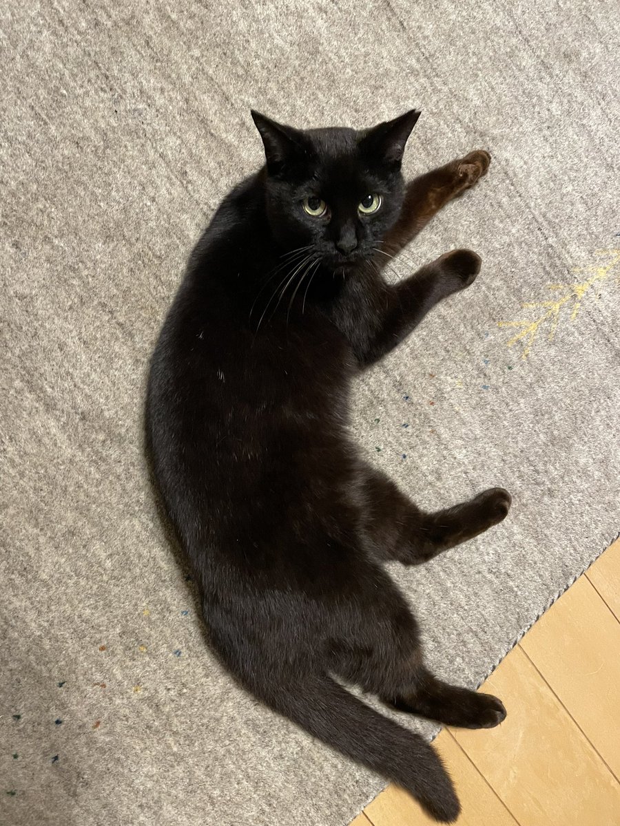 tyatrun's tweet photo. なんだチミは？ https://t.co/H75k6xHiwR