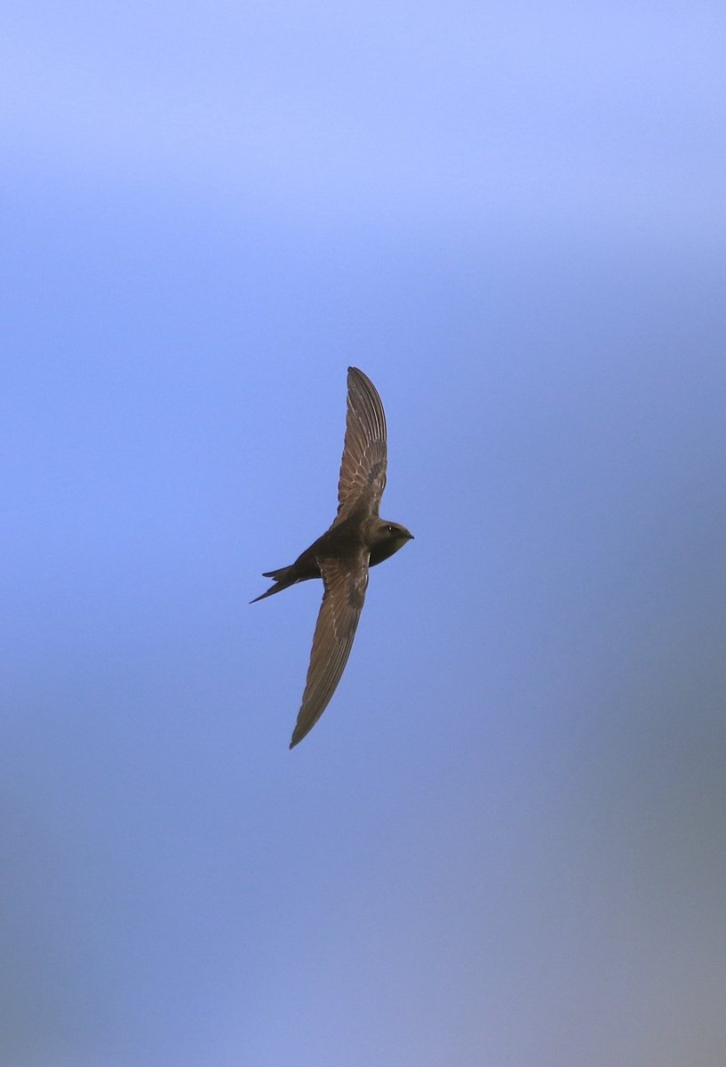 SHeadbirder tweet picture