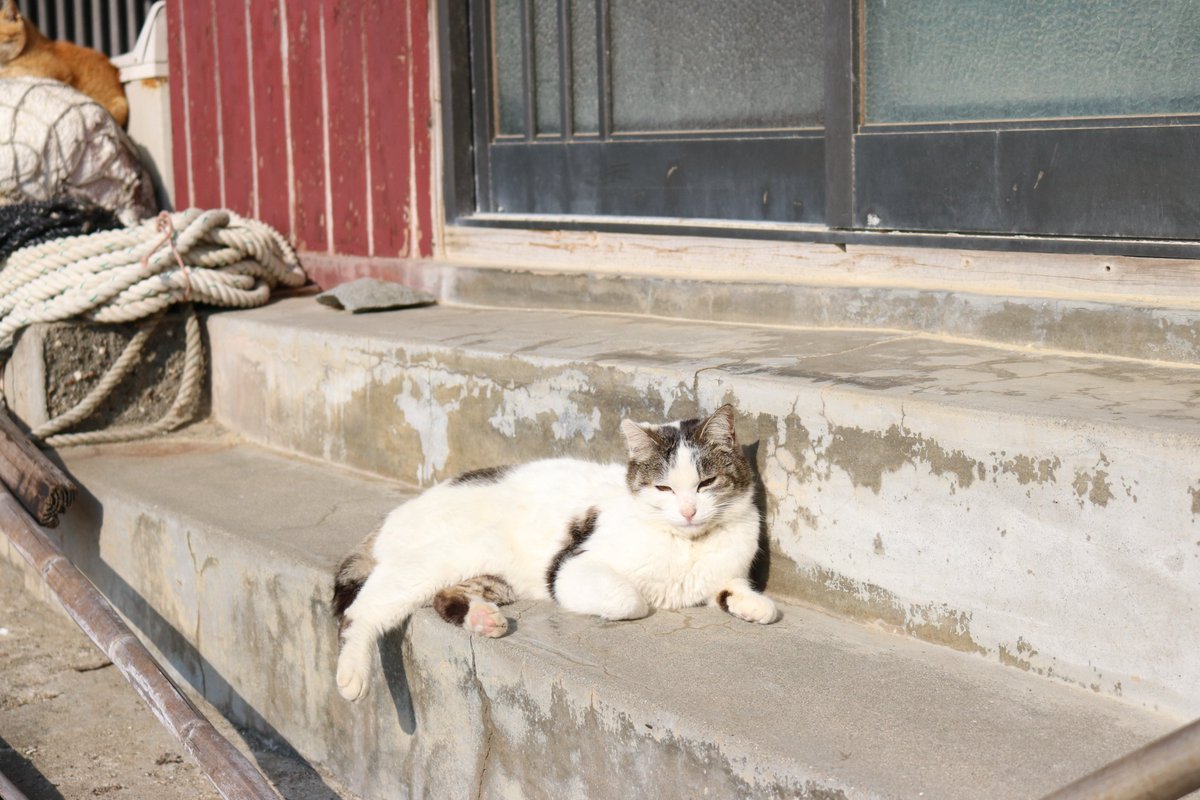 aoshima_cat's tweet photo. 昔の猫の話題
サブちゃん（そのA）

サブちゃんは２０２２年１１月に亡くなりました。
大きくて立派な尻尾を持った男の子でした。 https://t.co/RmJr8Di3Kk