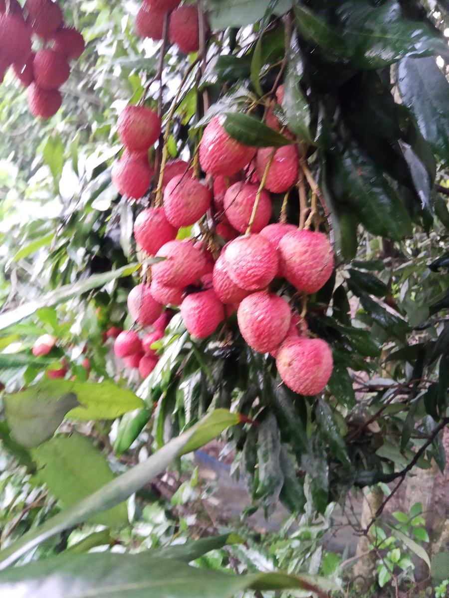 MdRohan211272's tweet photo. Lichu of Bangladesh
#bangladesh #Lichu https://t.co/ie4gPpjBc3