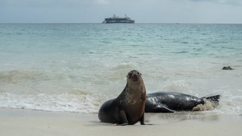 Joytoolife's tweet photo. 🌿Exploring the Galápagos with Celebrity Cruises brings you face‑to‑face with incredible wildlife, from playful sea lions to extraordinary landscapes still shaped by nature. 
✉️ Contact me today to book your Galápagos adventure. https://t.co/N3MascAoHk
