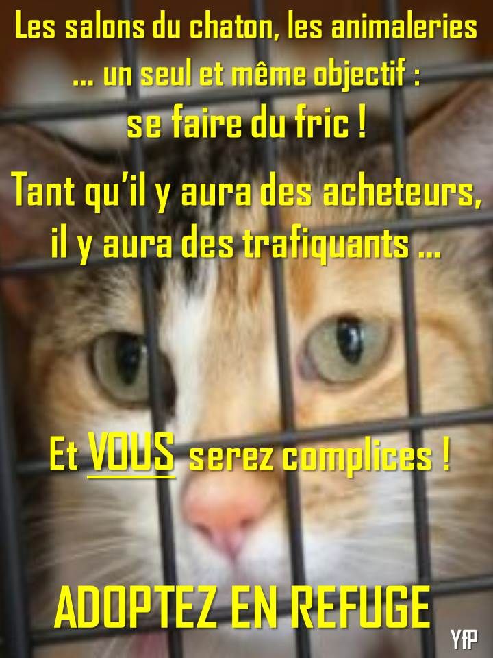 💙🤍❤️Choupie 😸 tweet media