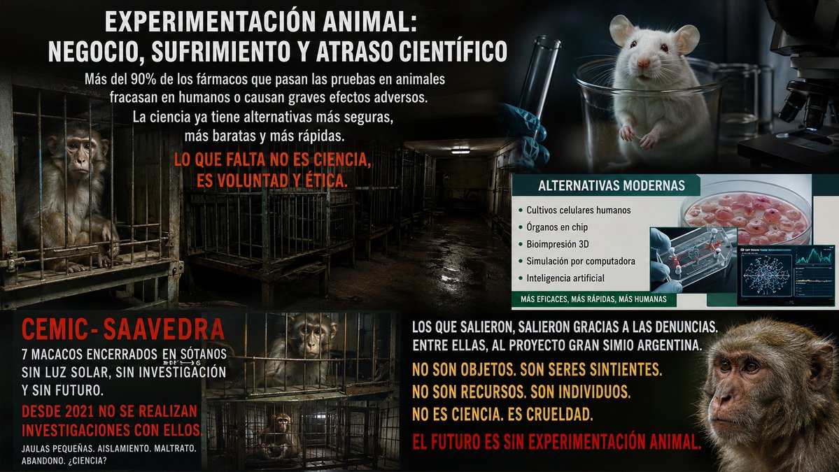 nautilusmar's tweet photo. La ciencia debe terminar con el sufrimiento de seres vivos en experimentación. No tiene sentido.
@jorgeextramiana @JorgeRiechmann @DeanFederacion @PartidoVerdeCoL @juralde @joaquinaraujo @TafallaMarta @BrunaHusky @RosaTristan @DOMINGUEZLM @apdda 

https://t.co/WLFIuA6Isp https://t.co/Ph7WQwCucz