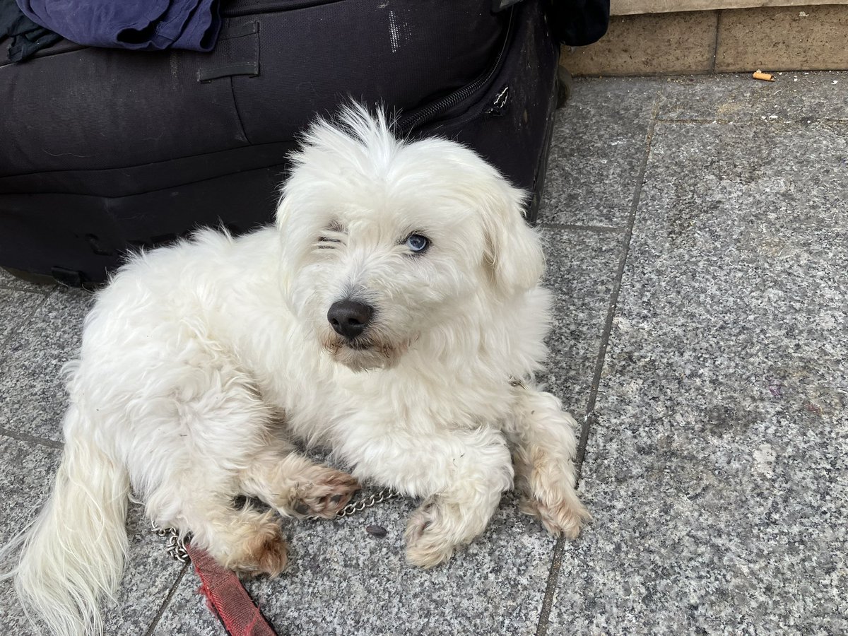 TrueFactsStated's tweet photo. I have a new friend. He has very specific food requests. Today he asked for a salmon sandwich. It cost 5 euros and was worth every penny. https://t.co/XAVxoz8wXx