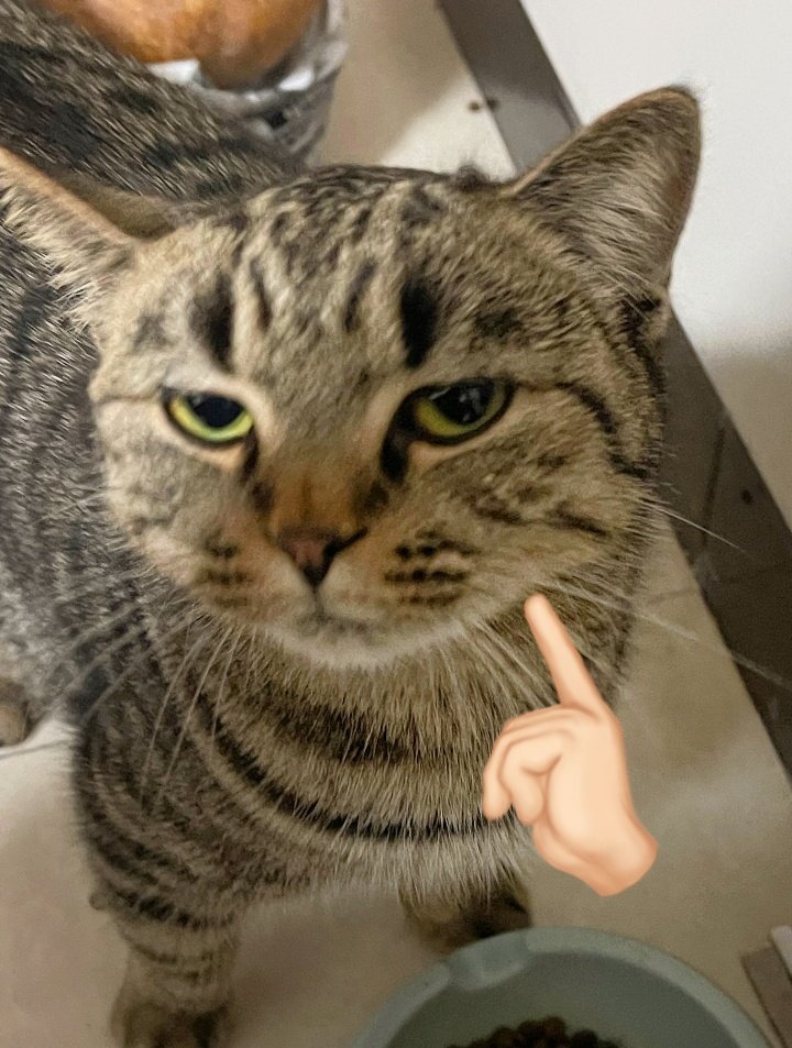 No Context Cats tweet media