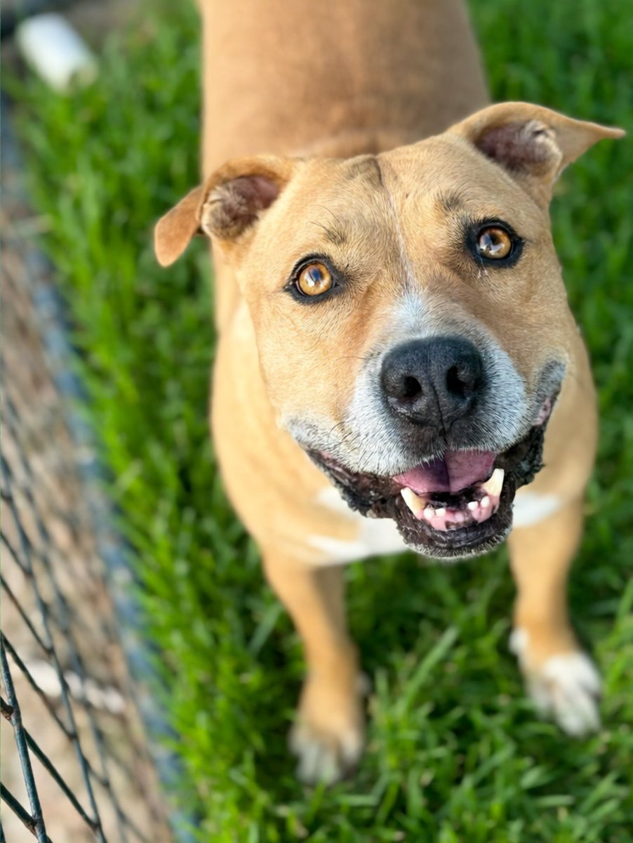 Layla’s Heart Ranch and Rescue tweet media