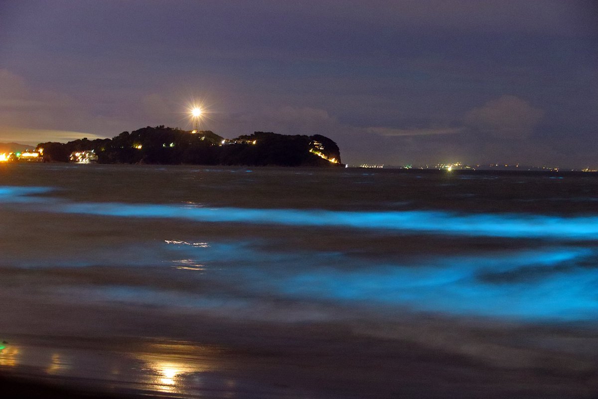 World_Scene's tweet photo. 先週は連日の大フィーバーだった夜光虫も、週末には嘘のように姿を消してしまった…。赤潮が夜になると、こんなにも幻想的な光を放つとは。またいつか見てみたい。 #江の島 #辻堂海浜公園 https://t.co/0qvBAiLcEr
