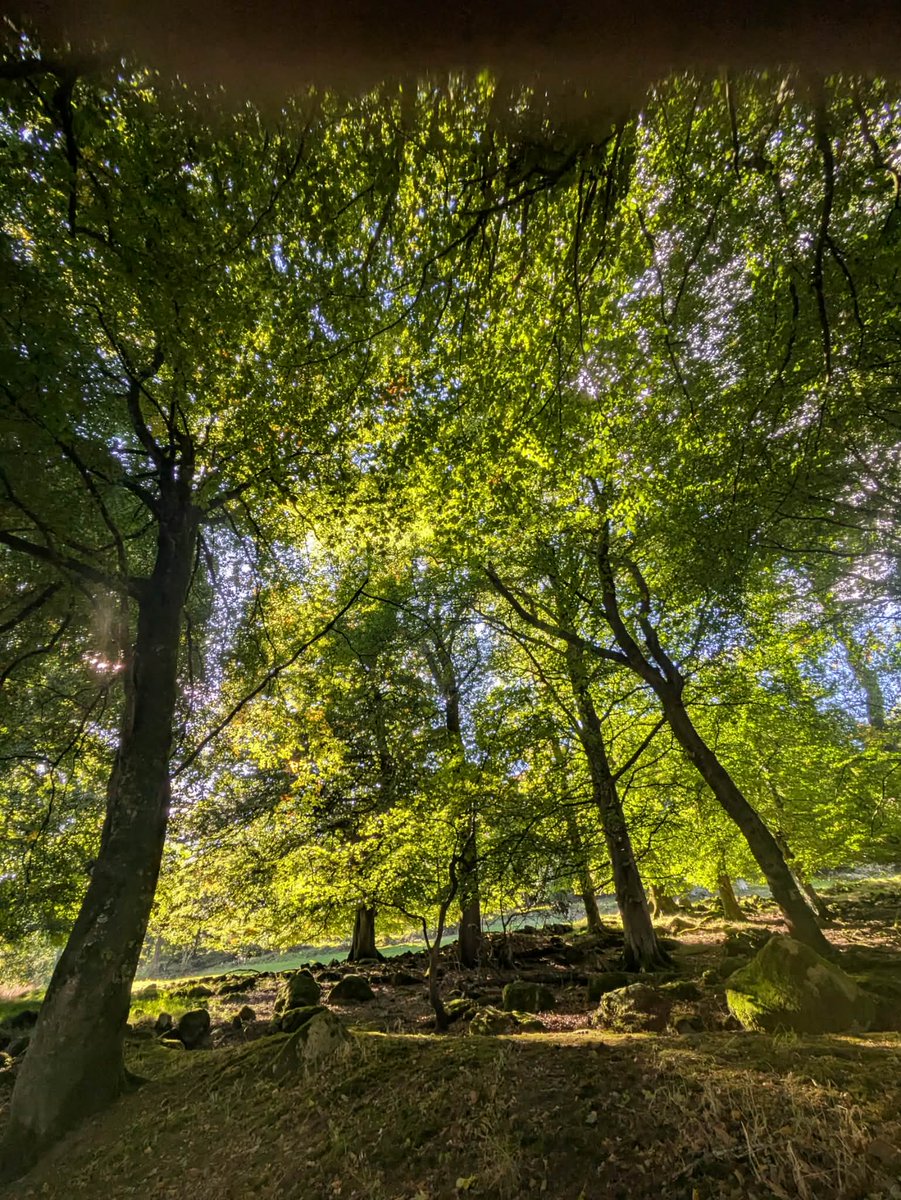 AnnCWard's tweet photo. The summer solstice is a spiritual time for awakening and clarity 🌞 🪷🌳🌳 Forest bathing is a nurturing practice which supports your heart and mind to open with the senses💚 https://t.co/HPLErewY6v @MGSGeotourism https://t.co/PSOcqvN9kq