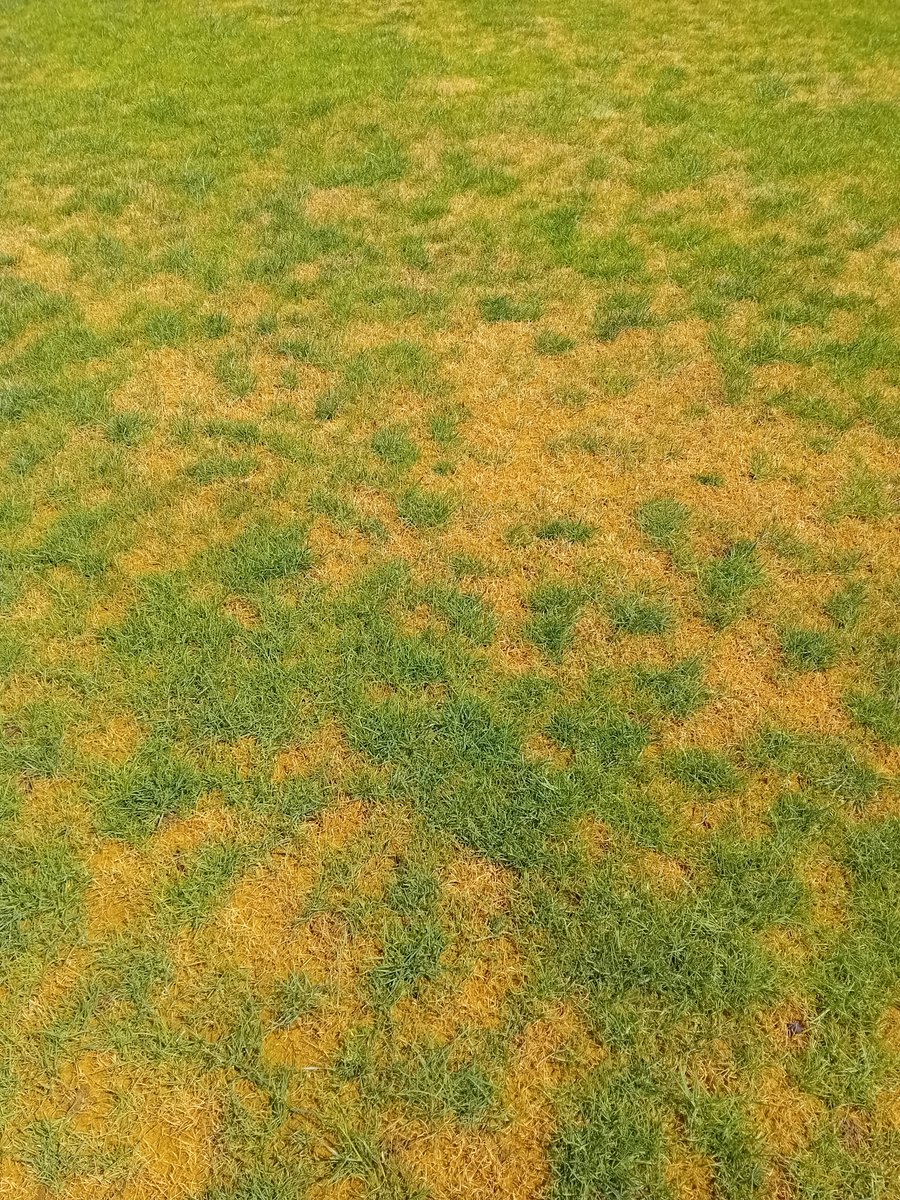 Ruperuss's tweet photo. The hot weather has taken its toll on the @HitchinTownFC pitch this week. The covered penalty areas have done well and had a first cut today, but we need some rain to help us out on other areas next week 🤞 https://t.co/jDmx10DrPG