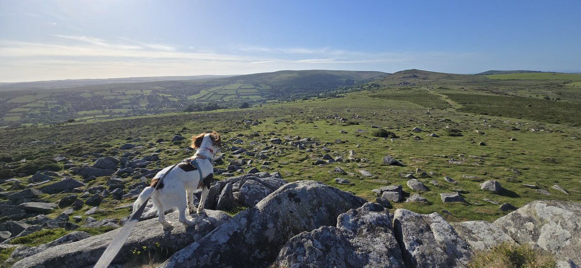 redteamJSY's tweet photo. Making the most of the weather! #springerspaniel #dogwalks #dartmoor @dartmoornpa https://t.co/RwQDPEbiCM
