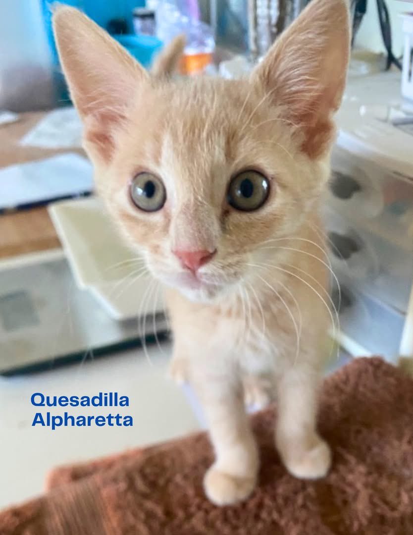 FeralCatProgram's tweet photo. Today’s the Day‼️Come see us!

😺CATURDAY ADOPTIONS
📆 Saturday, May 30
⏰ 11 AM - 3 PM
📍PetSmart: Alpharetta &amp; Cumming https://t.co/jyvhwiPAkK