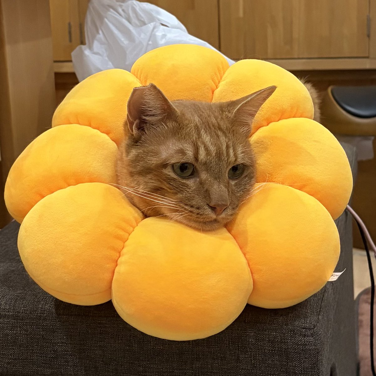 s1_sub's tweet photo. ポン・デ・びび くん https://t.co/6giz0Qh08m