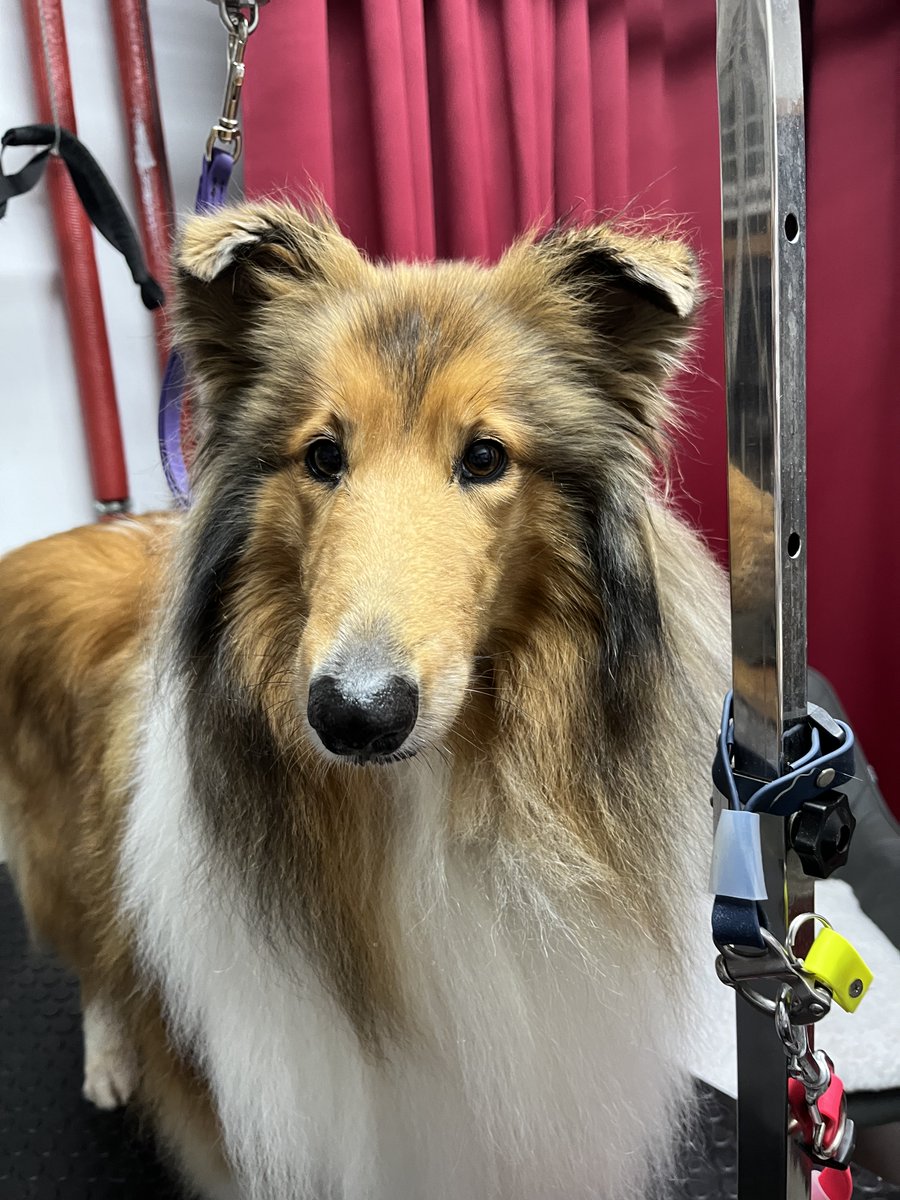 SamRow101's tweet photo. Zum Abschluss der Woche noch #Collie Lotte, die mit Seidenspray gebürstet, von Unterwolle und Hobbitfüßen befreit wurde und jetzt eine luftige Kackischneise trägt. 😁
#colliefriseurin #hundefriseurin https://t.co/T6v6qoy3T6