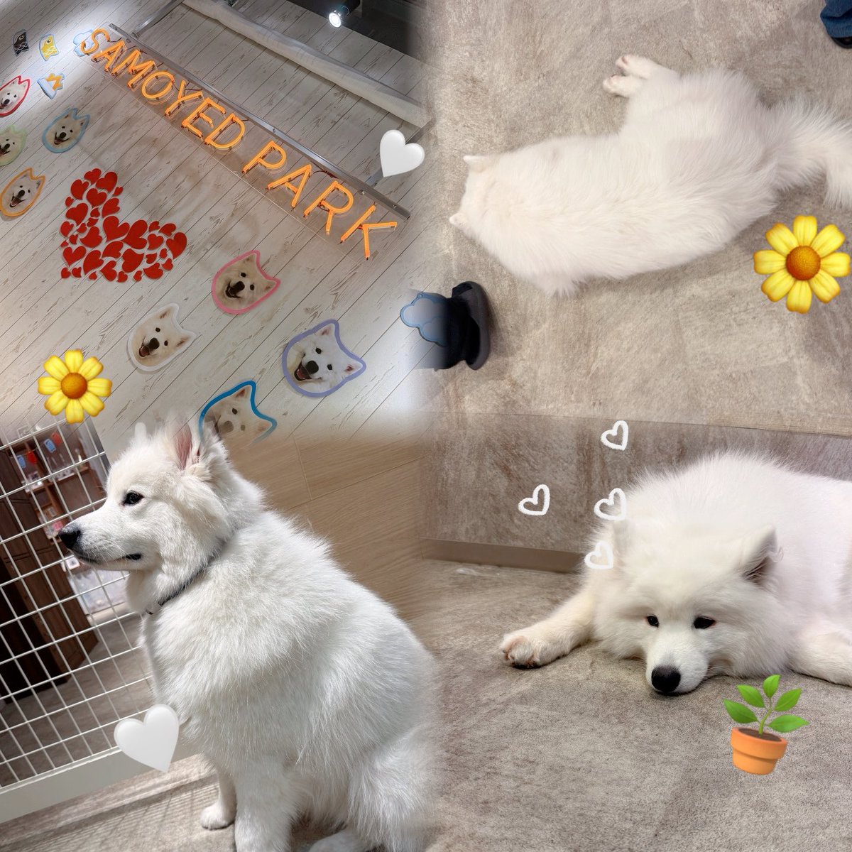 _chixxt's tweet photo. ²⁰²⁶.⁰⁵.³⁰  🍛🥄🐶💭ྀི🧁☕️🌿

楽しかったーー！！！🫶🏻
美味しかった、可愛かった、癒された(   ᷇࿀ ᷆  )🫧
また遊ぼうね〜〜🩰🩶 ⸒⸒

サモエドさんたちほんと可愛すぎた🥹← https://t.co/BZRhZCZBhK