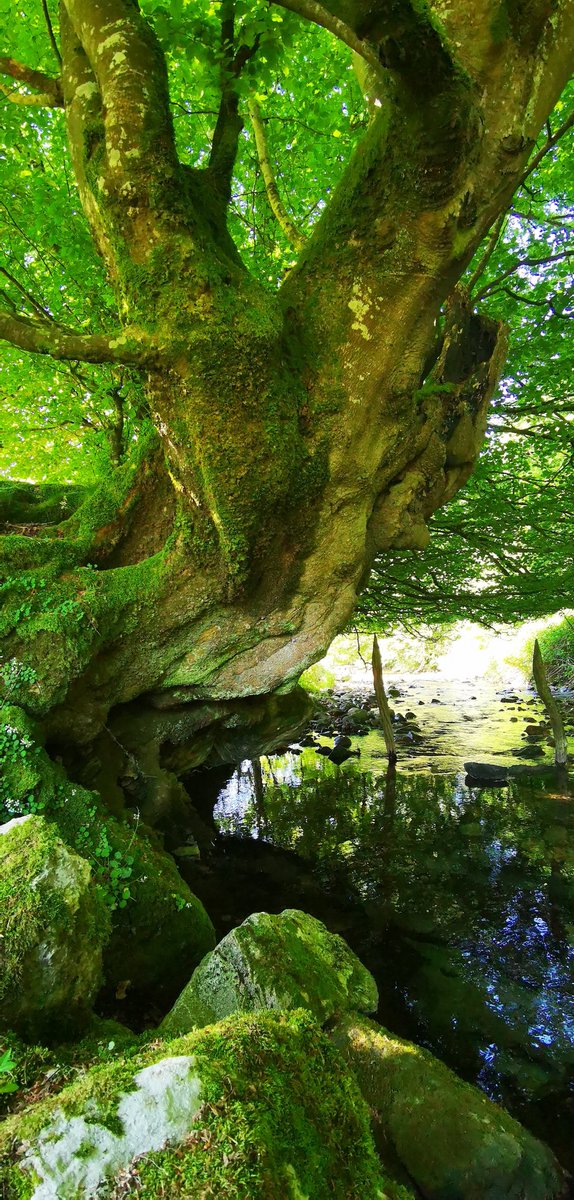 xuringoa's tweet photo. Predomina el  verde 🌿 https://t.co/7peIuPCwvt