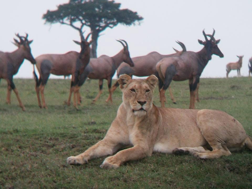 oloningomara's tweet photo. A lioness rests with effortless authority on the open plains, her gaze steady and unhurried. Around her, a scatter of topi move with quiet vigilance - the timeless balance of predator and prey held in quiet suspension. Experience moments like these at Oloning’o Mara Camp. https://t.co/VklZgLErCT