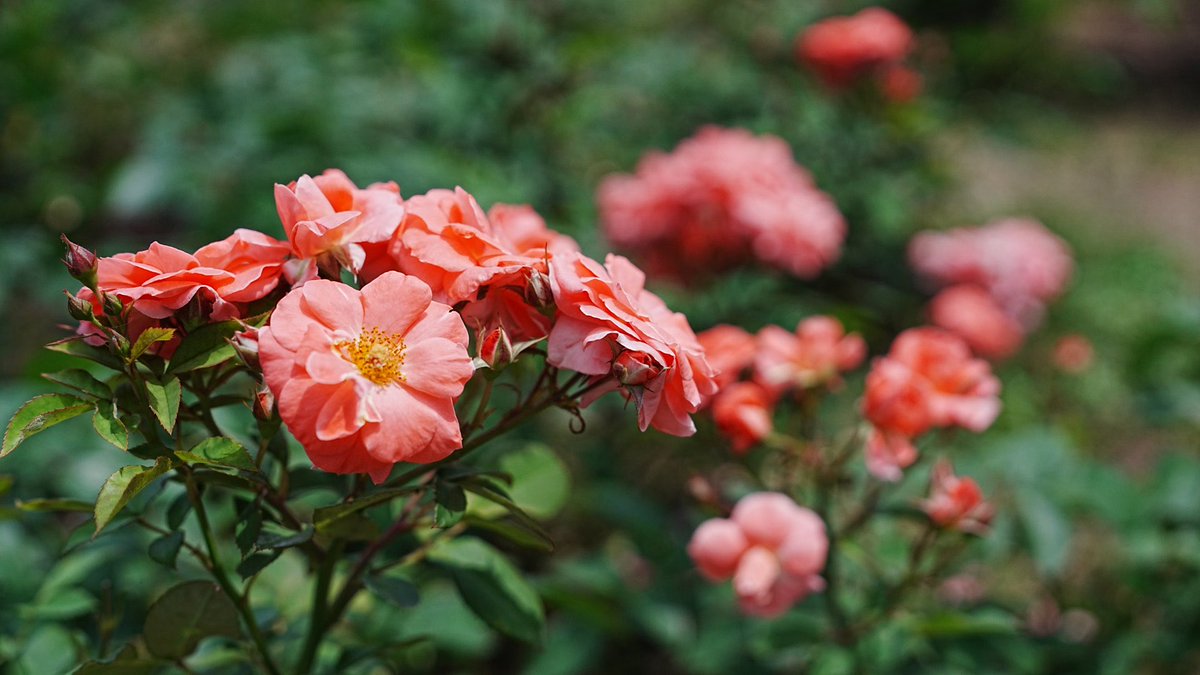 中之島バラ園最高だぜ🌹 カメラはα1Ⅱ+ SEL50150GM使用 #写真好きな人