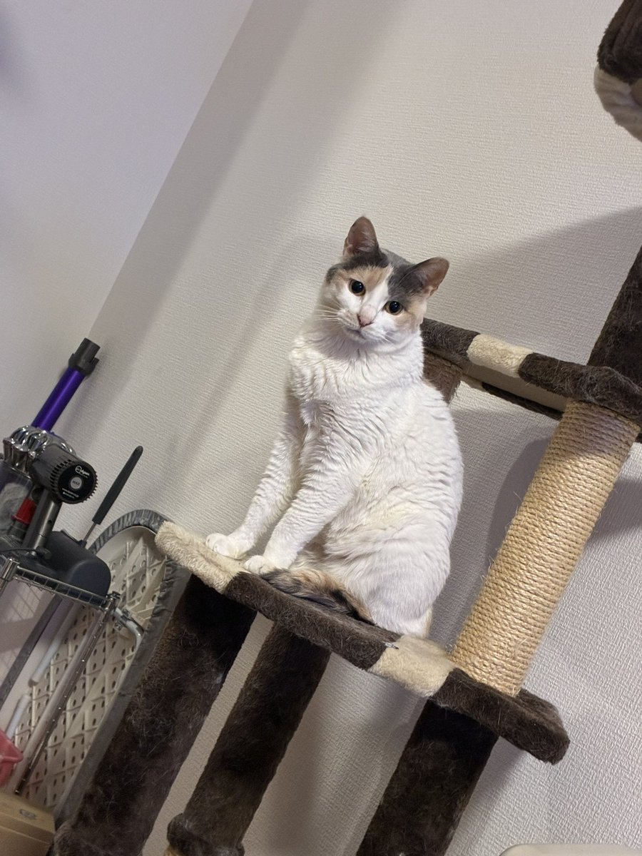 毎日可愛いねー #猫好きさんと繋がりたい