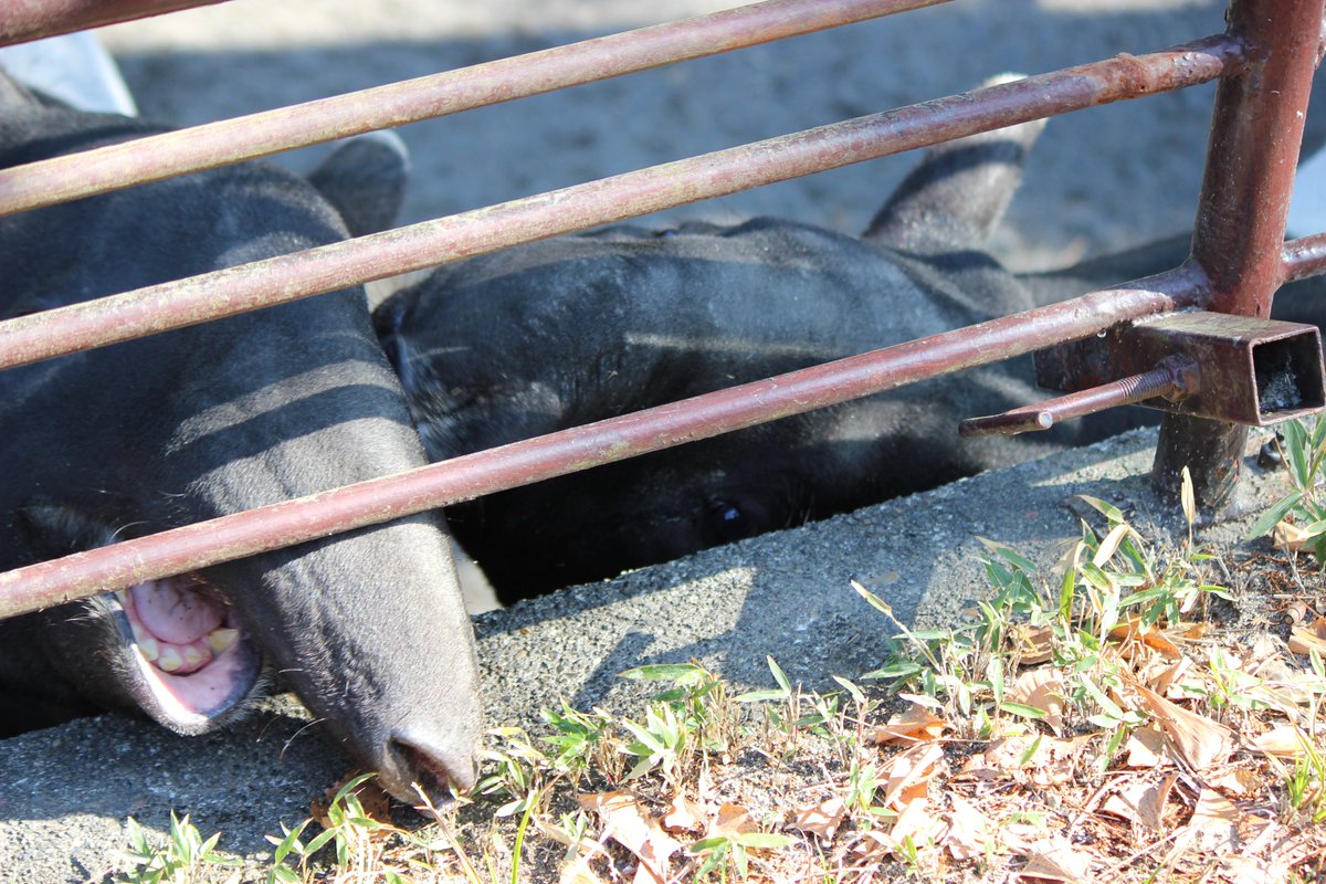 mobbyy23's tweet photo. #日本平動物園　　
　今日は　＃千葉市動物公園へ出園する　＃マレーバク　の　＃オリバ　くんにエールを送るため緊急で会ってきました😅　＃フタバ　くんは一人でしたが　＃オリヒメ　ちゃんオリバくんは一緒にいました。この2ショットを見ることが最後？😂と思うと寂しいですね。 https://t.co/y1QRTpafeF